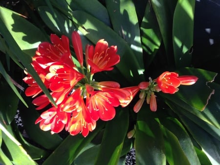 Clivia - plant, flower, bolsson, clivia