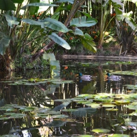 Huntington Library lake