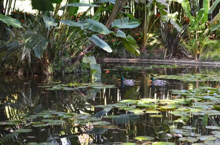 Huntington Library lake - lake, water, green, flowers, ducs, du