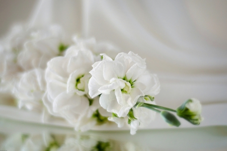 White beauty - flowers, nice, colors, beauiful