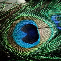 Peacock Feather