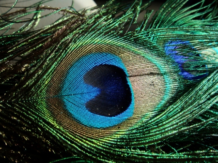 Peacock Feather - peacock, peacock feathers, feathers, feather, peacock feather