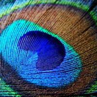 Peacock Feather