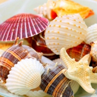 Shells