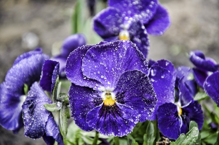 Pansies - water drops, pansies, violet, nature, pansy, violet pansies, flowers, violet pansy, drops, flower