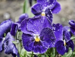 Pansies