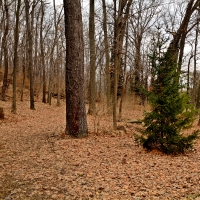 A Walk In The Park