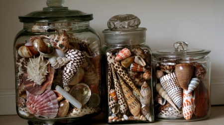 Shells - seashells, shells, seashell, shell