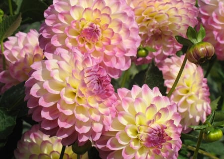 Dahlias - nature, dahlia, flowers, dahlias, flower