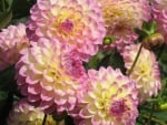 Dahlias