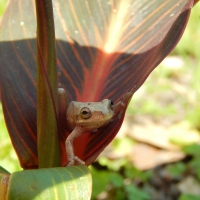 Frog So Cute