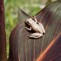 Frog So Beautiful