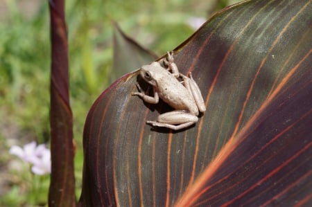 Frog So Beautiful - nature, animals, frog, beautiful