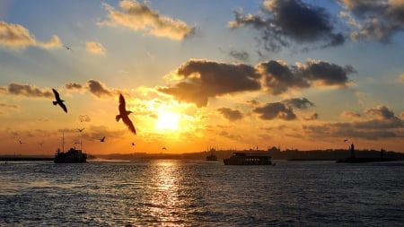 seagulls in istanbul bay at sunset - seagulls, clouds, city, bay, sunset, boats