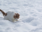 * CAT ON THE SNOW *