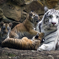 Momma Tiger