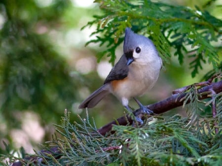 Spring Up - beautiful, animal, tree, titmouse, bird