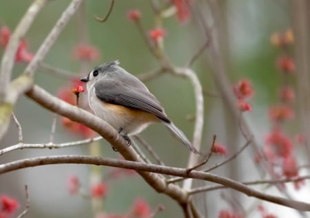 Beauty In The Tree - nature, titmouse, flower tree, bird