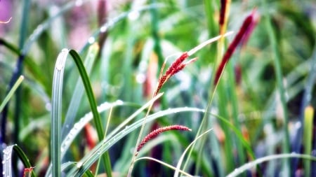 grass - wp, grass, colors, nature