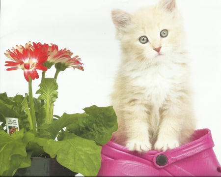 Kitten - paws, flowers, cute, kitten