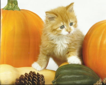 Kitten - cute, paws, kitten, pumpkins