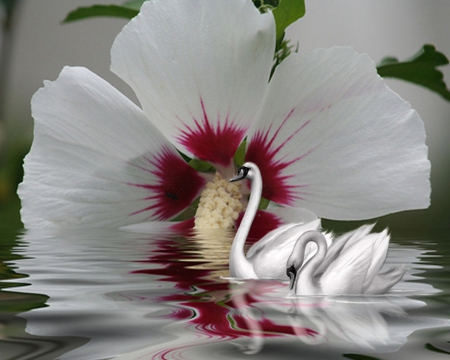 Elegant Swans - white, swans, two, lovely, flower, reflection