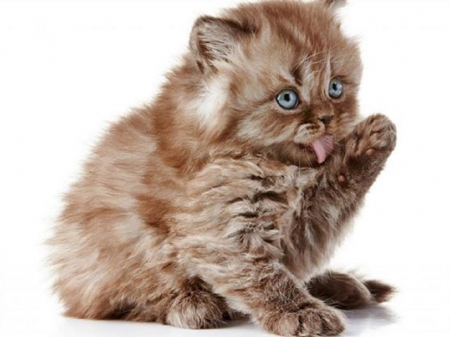 cute kitty - cute, animals, cats, kitty