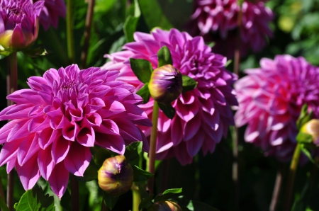 Dahlia - nature, dahlia, pink, flowers, dahlias, flower