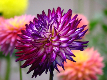 Dahlia - nature, dahlia, flowers, dahlias, flower