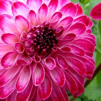 Dahlia (My photography)