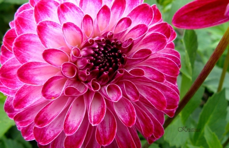 Dahlia (My photography)