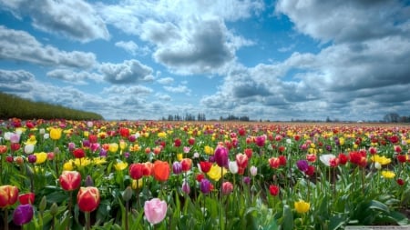 Vast tulips field - clouds, landscape, scene, HD, spring, grass, flowers, colours, tulips, nature, field, sky, wallpaper