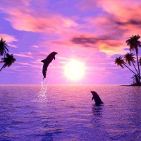 dolphins