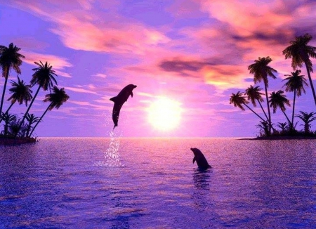 dolphins - dolphins, ocean, animals, sunset