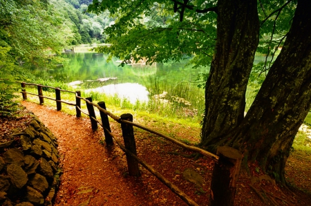 Calm green pond - greenery, trees, pond, beautiful, grass, forest, lovely, fence, reflection, walk, calmness, path, shore, serenity, lake, park