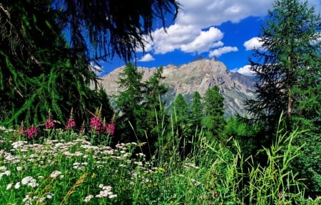 Mountain flowers - landscape, mountain, trees, greenery, summer, lovely, spring, rocks, nature, clouds, beautiful, grass, snowy, wildflowers, cliffs