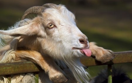 Funny animal - cute, goat, animal, funny