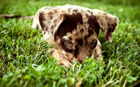 Puppy eye - cute, dog, grass, animals