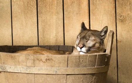 Relaxing time - tub, Cougar, wild, cat