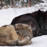 Black and Grey Wolf