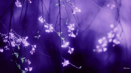 Soft Spring Blooms Purple - flowers, blurred, lavender, purple, summer, spring, Sakura