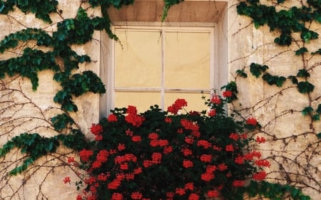 Spring - flowers, window, red, spring