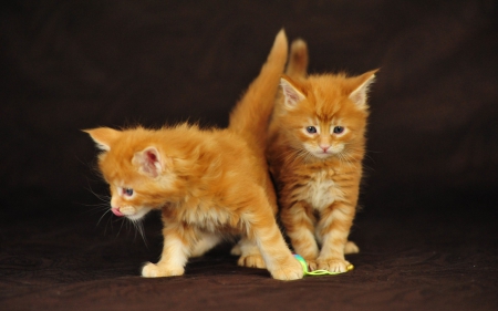 BOY THAT MOUSE IS HUGE - adorable, kittens, mouse, watching, cute