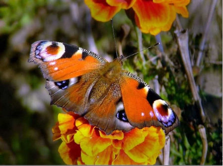 Butterfly - Butterfly, Colorfulll, Animal, Beautifulll