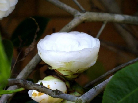 Spring flower - lovely, white, spring, nice