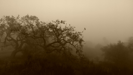 Oaks in the Fog (California) - nature, oak, california, fog, tree, thousand