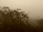 Oaks in the Fog (California)