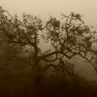 Oak Trees in the Fog (California)