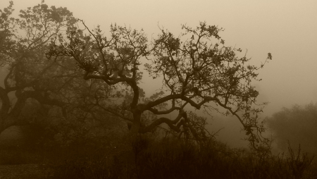 Oak Trees in the Fog (California) - nature, oak, california, trees, fog, oaks, thousand