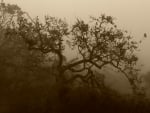 Oak Trees in the Fog (California)